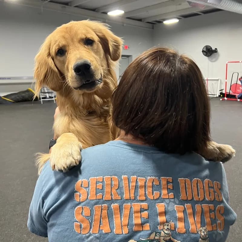 Golden retriever looking over the shoulder of a Got Your Six trainer in a Service Dogs Save Lives shirt